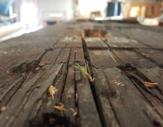 life_on_a_reclaimed_timber.jpg