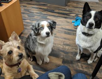 office_dogs_for_treat.jpg