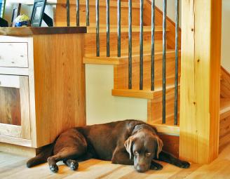 molly_by_stairs_custom_woodwork.jpg