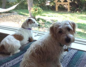 tess_and_eddie_path_to_woods.jpg
