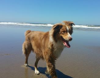 luca_beach_time_or.jpg