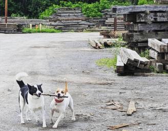 kairo_and_dora_stick_in_yard_web.jpg