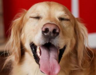charlie_eyes_closed.jpg
