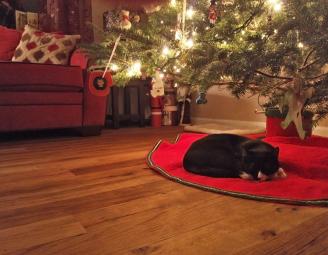 fredrick_kitty_by_christmas_tree.jpg