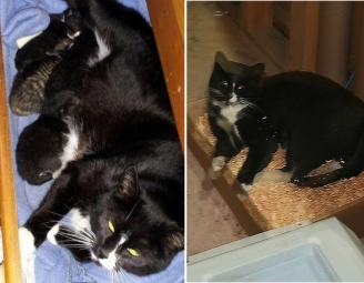 millie_stray_cat_adopted.jpg
