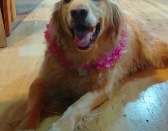 charlie_pink_flowers.jpg