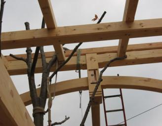 tree_in_timber_frame.jpg