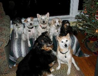 drake_dogs.jpg