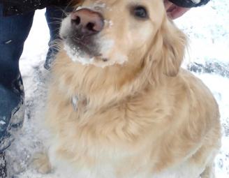 snowy_face_charlie.jpg