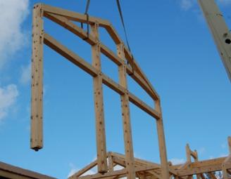 eastern_white_pine_bent.jpg