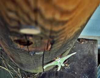 luna_moth_pod.jpg