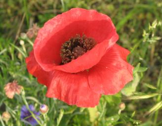 poppy_summer_flower.jpg