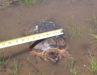 turtle_from_new_pond.jpg