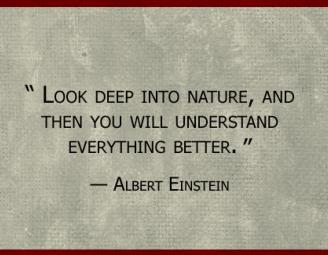 einstein_quote.jpg