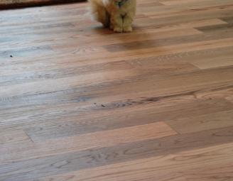fluffy_kitty_reclaimed_floor.jpg