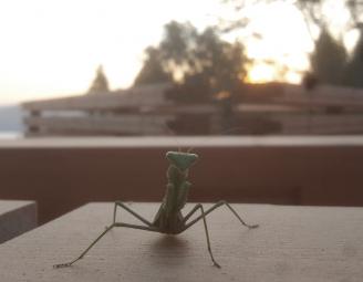 praying_mantis_on_timber_frame_web.jpg