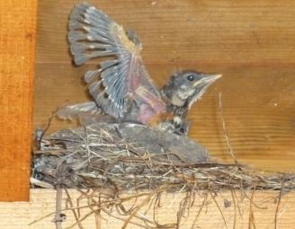 young_robin_on_timber.jpg