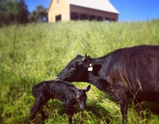 calving_big_table_farm.jpg