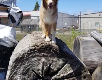 luca_on_a_log.jpg
