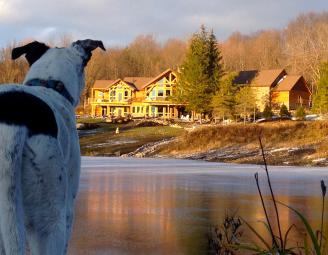 dog_overlooking_timber_home.jpg