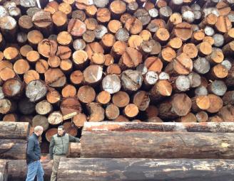 douglas_fir_fresh_harvest_logs.jpg