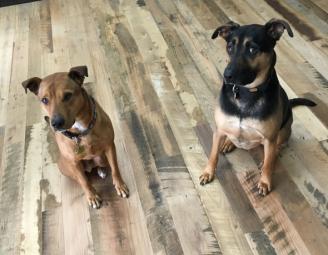 studio_dogs.jpg