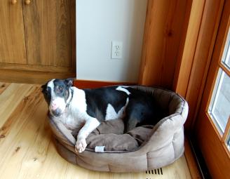 wumble_dog_in_post_and_beam.jpg