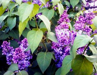 mothers_day_lilac.jpg