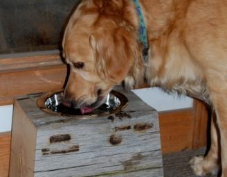charlie_timber_water_dish_web.jpg