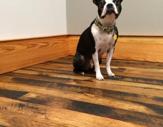 phin_on_black_and_tan_reclaimed_oak.jpg