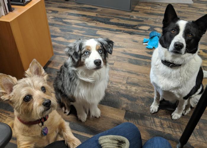 office_dogs_for_treat.jpg