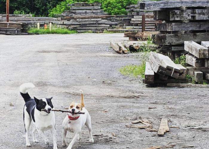 kairo_and_dora_stick_in_yard_web.jpg