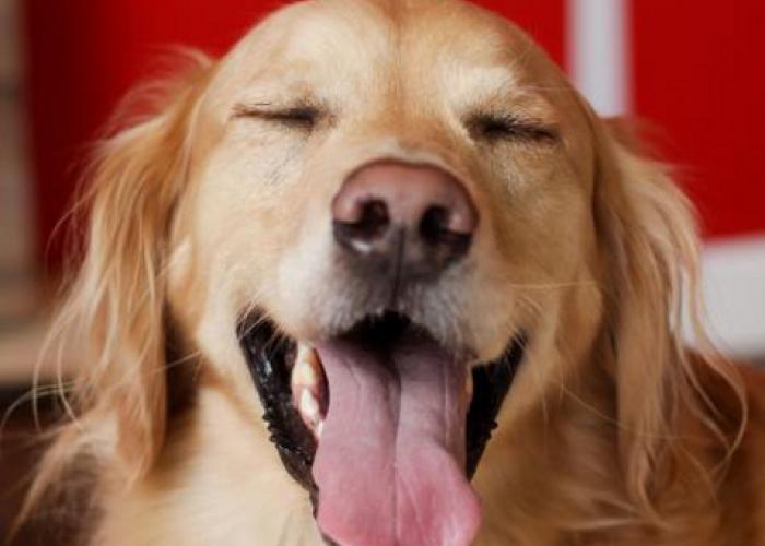 charlie_eyes_closed.jpg