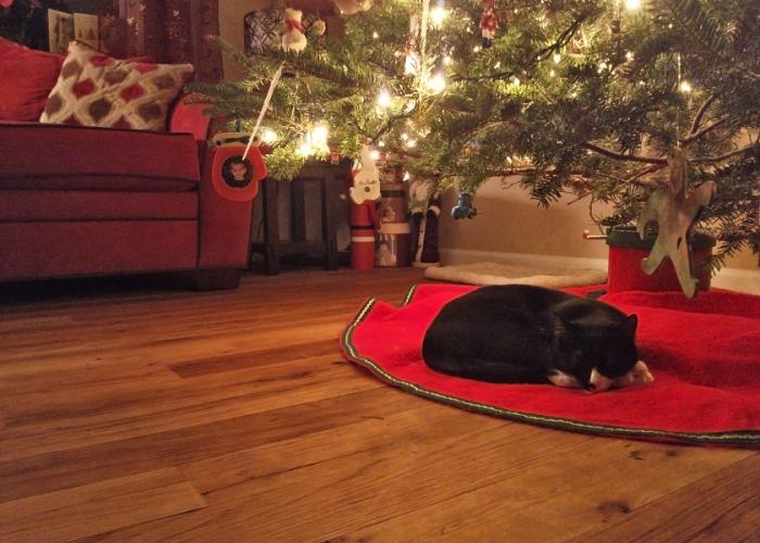 fredrick_kitty_by_christmas_tree.jpg