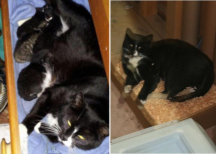 millie_stray_cat_adopted.jpg