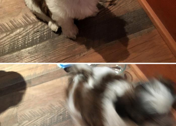 puppy_on_settlers_plank_reclaimed_wood_floor.jpg