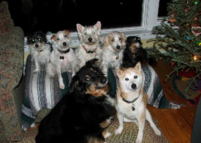 drake_dogs.jpg