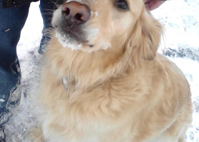 snowy_face_charlie.jpg