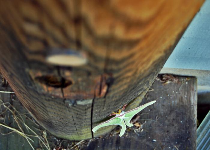 luna_moth_pod.jpg