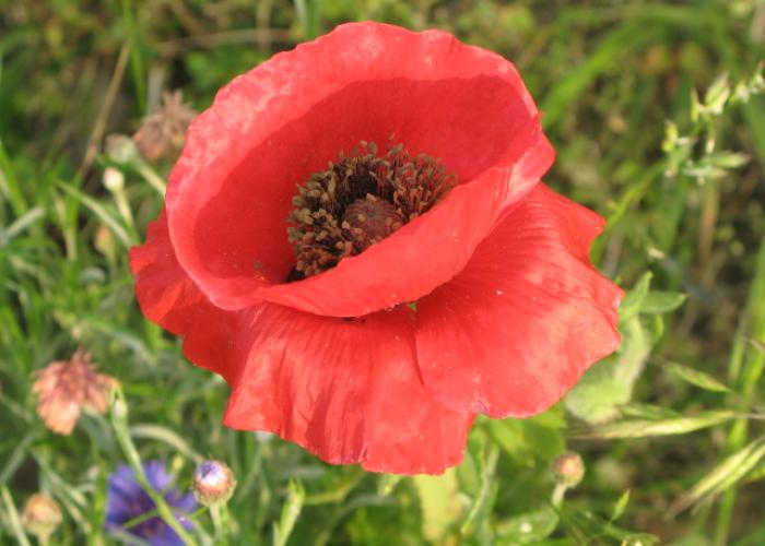 poppy_summer_flower.jpg