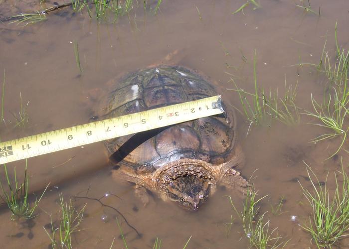 turtle_from_new_pond.jpg