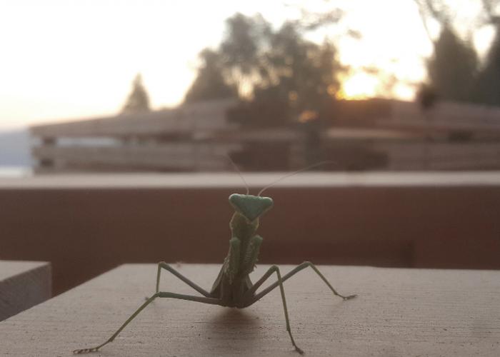 praying_mantis_on_timber_frame_web.jpg