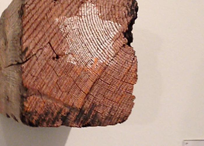 bayonne_timber_museum_2.jpg