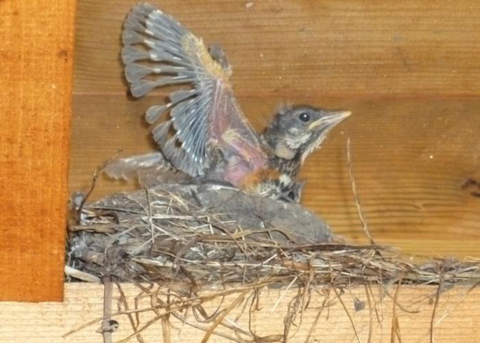 young_robin_on_timber.jpg