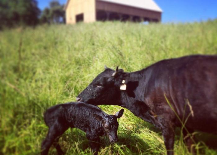 calving_big_table_farm.jpg