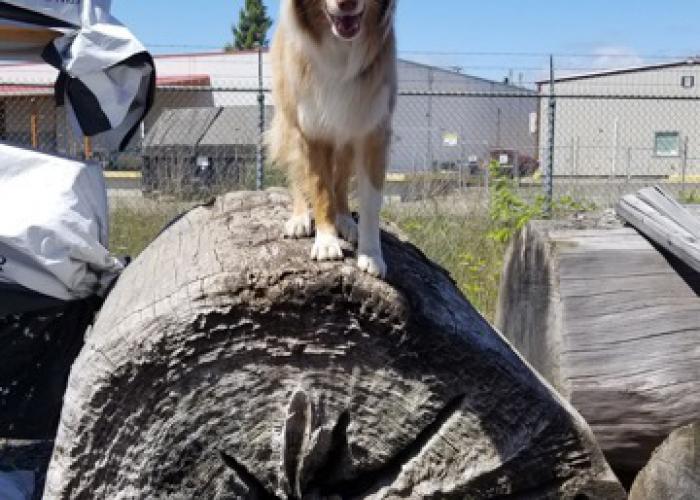 luca_on_a_log.jpg