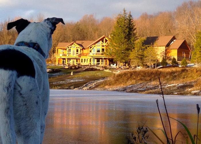 dog_overlooking_timber_home.jpg