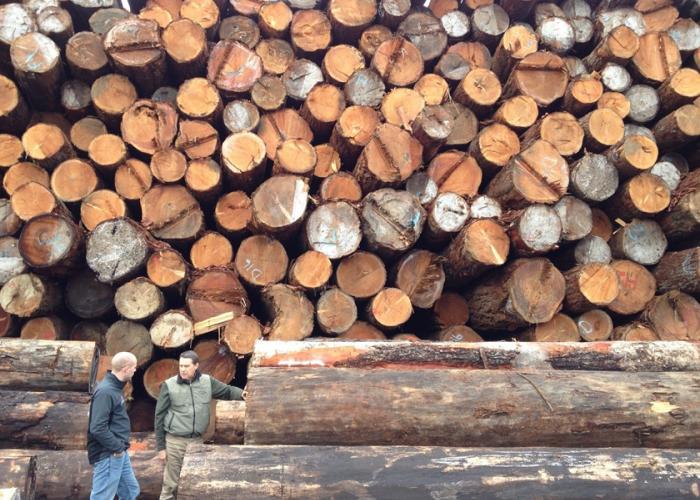 douglas_fir_fresh_harvest_logs.jpg