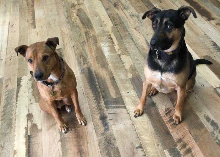 studio_dogs.jpg