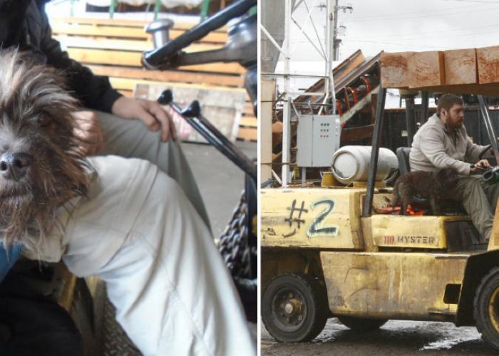 forklift_dog_caboose_mcminn.jpg